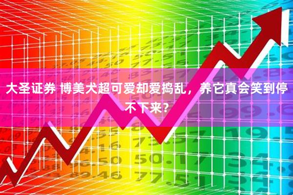 大圣证券 博美犬超可爱却爱捣乱，养它真会笑到停不下来？