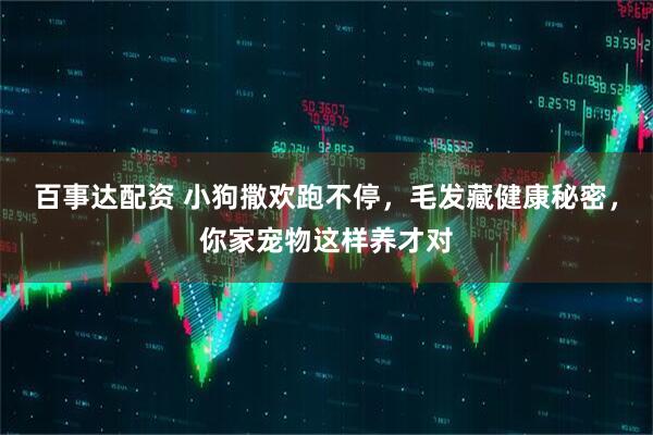 百事达配资 小狗撒欢跑不停，毛发藏健康秘密，你家宠物这样养才对